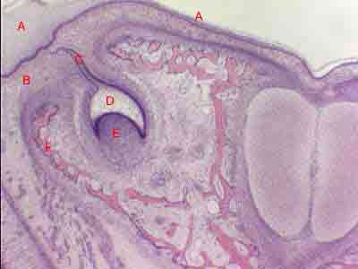 Развивающийся зуб на стадии эмалевого органа