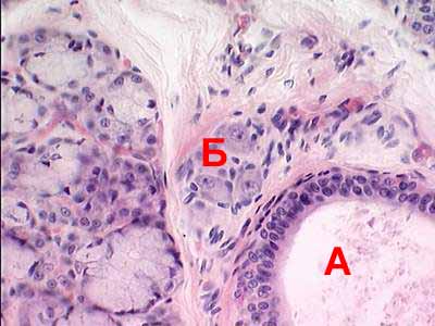 Поднижнечелюстная железа человека (белково-слизистого типа)