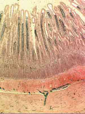 Кровеносные капилляры в ворсинке тонкой кишки