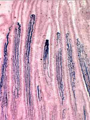 Кровеносные капилляры в ворсинке тонкой кишки