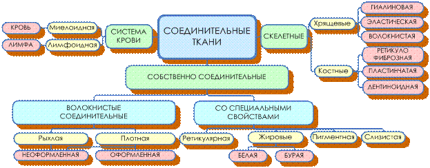 Классификация соединительных тканей