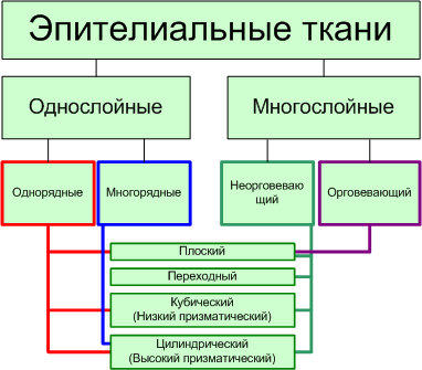 Типы тканей животных: соединительная, мышечная, нервная и эпителиальная